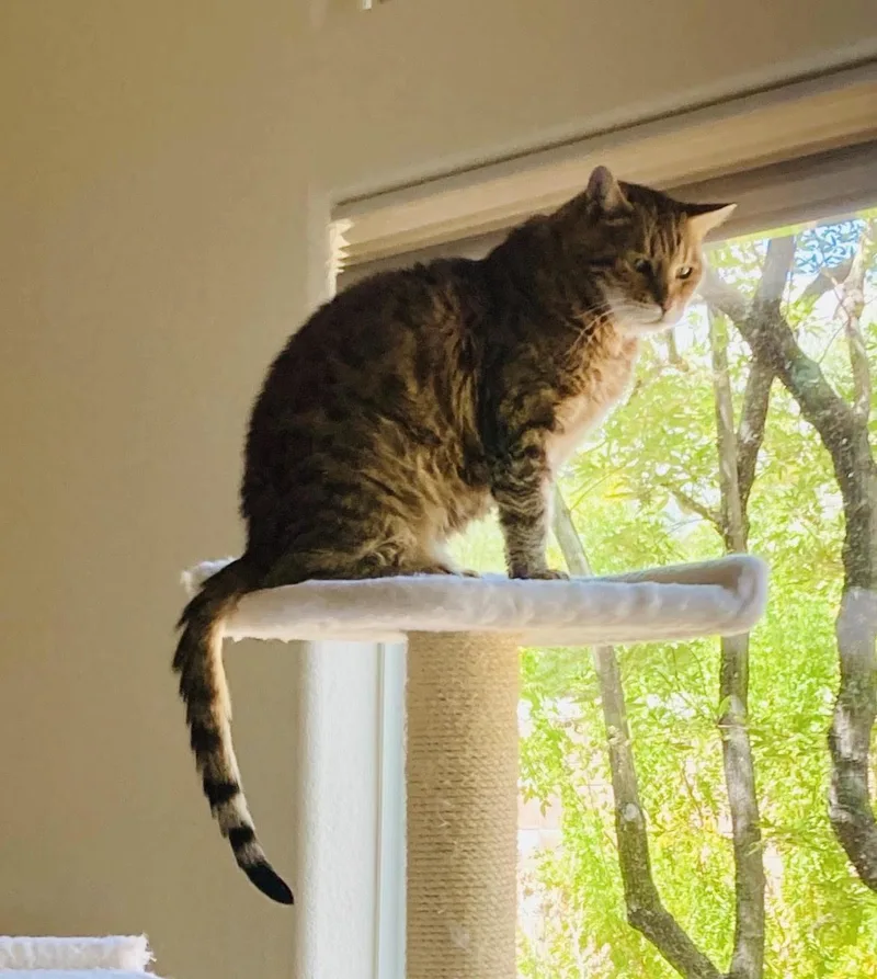 A senior medium-sized female Brown / Chocolate Domestic Short Hair cat named Asia for adoption in Las Vegas, NV