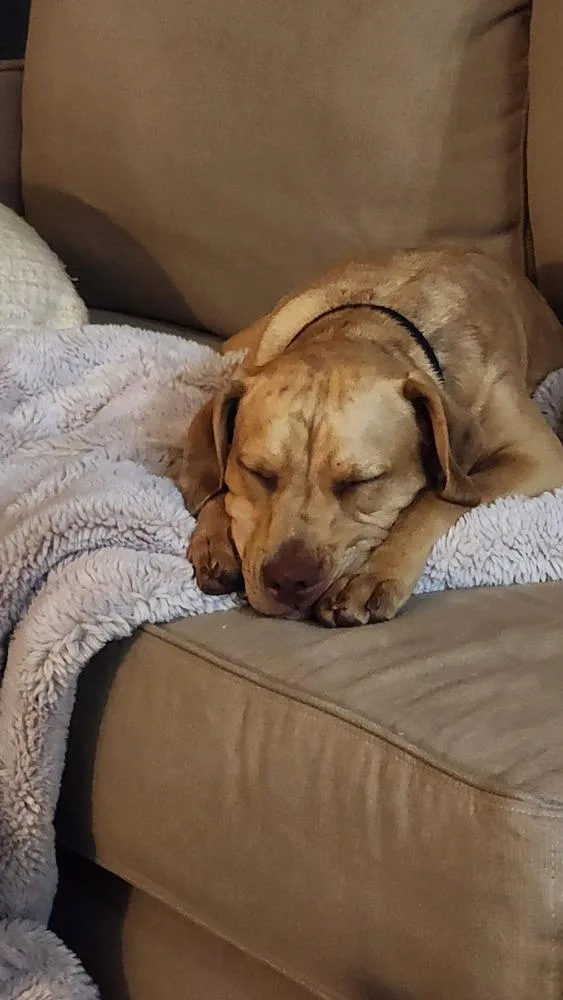 A baby large-sized female Foxhound dog named Jazz for adoption in Wake Forest, NC