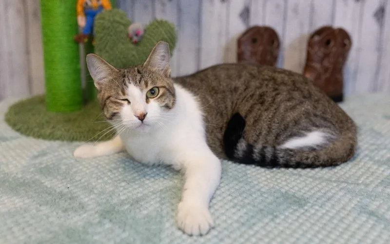 A young medium-sized male Domestic Short Hair cat named Bernard for adoption in Roanoke, TX