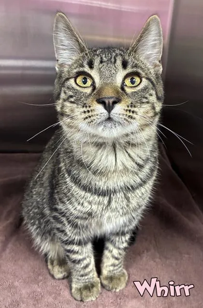 An adult medium-sized male Domestic Short Hair cat named Whirr for adoption in Mason, MI