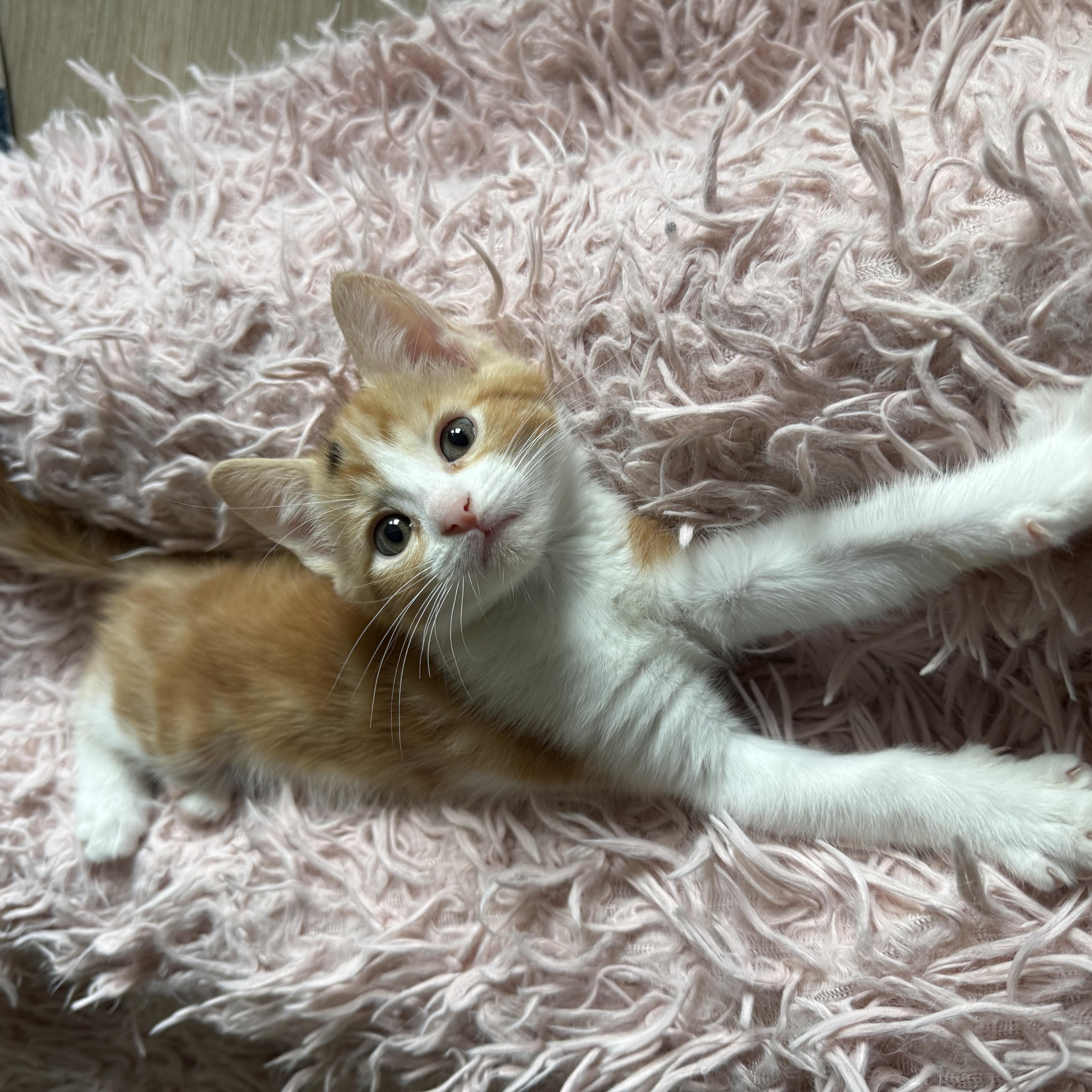 A baby medium-sized female Orange & White Domestic Short Hair cat named Kate for adoption in Montclair, NJ