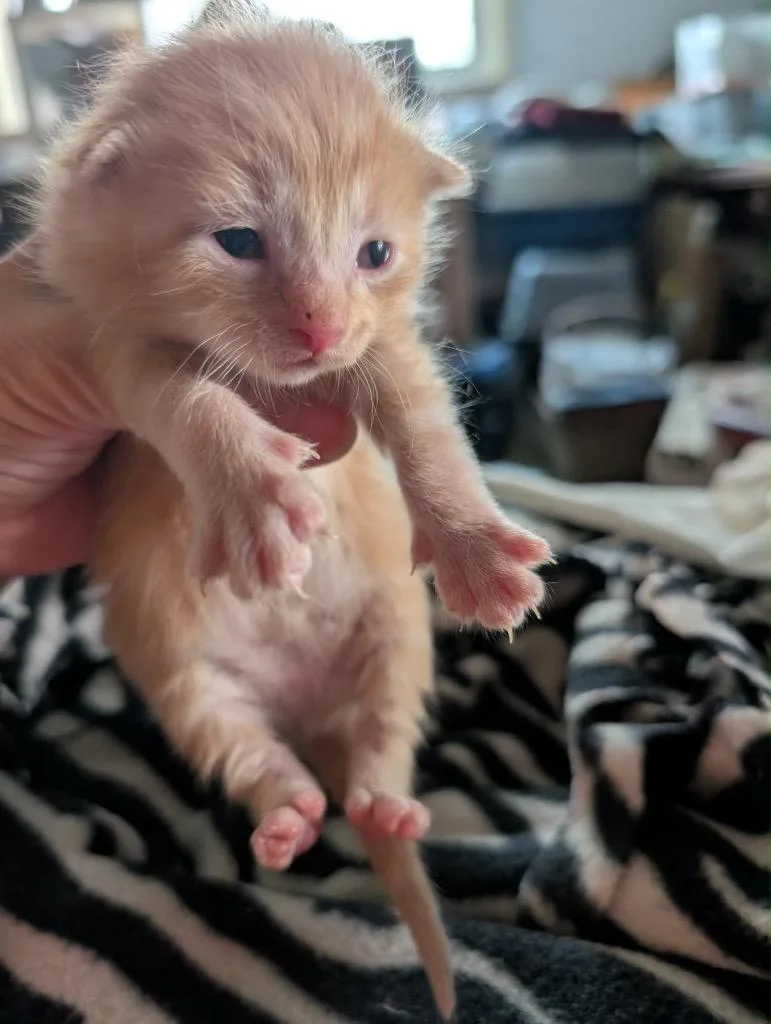 Bisque