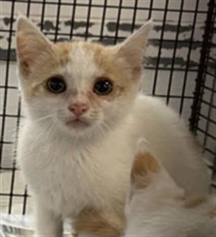 A baby small-sized female Domestic Short Hair cat named Goose for adoption in Los Angeles, CA
