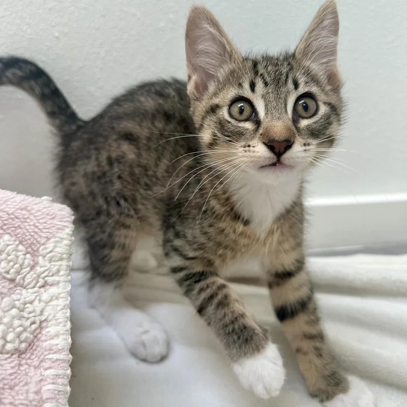 A baby small-sized male Domestic Short Hair cat named Slippers for adoption in Woodinville, WA