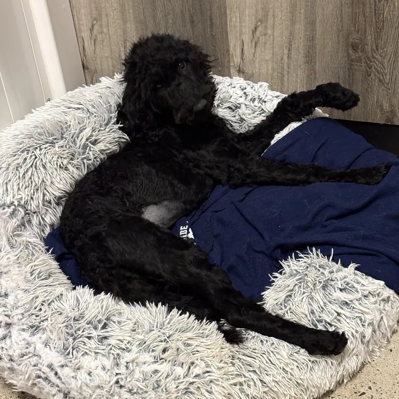 A baby medium-sized female Black Labradoodle dog named Maggie May for adoption in Thousand Oaks, CA