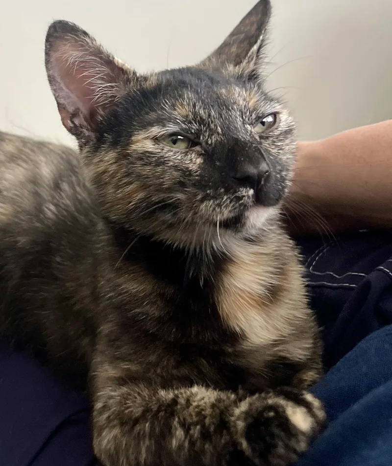 Dancer And Prancer thumbnail 2