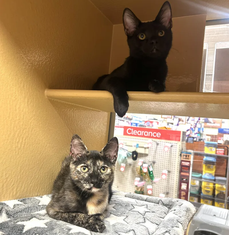 Dancer And Prancer thumbnail 3