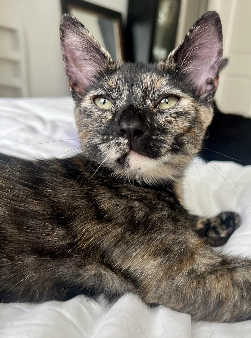 Dancer And Prancer thumbnail 4