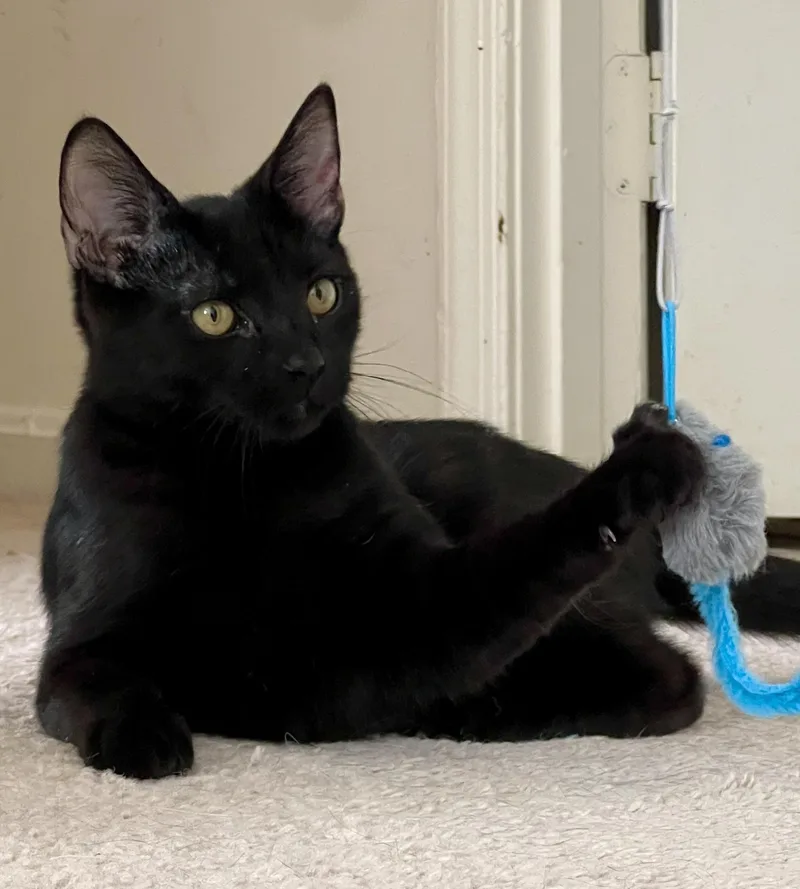 Dancer And Prancer thumbnail 5