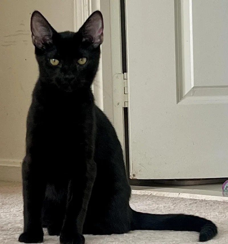 Dancer And Prancer thumbnail 6