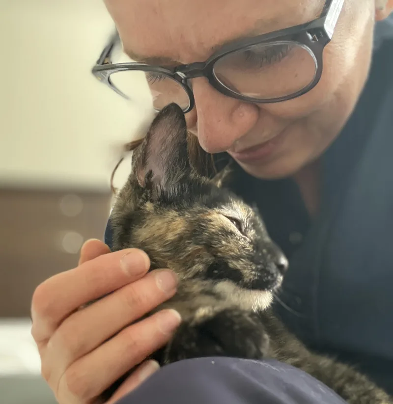 A young medium-sized female Black Domestic Short Hair cat named Dancer And Prancer for adoption in Fairfax, VA