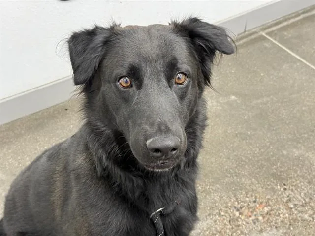 An adult medium-sized male Australian Shepherd dog named Diggz for adoption in Mesa, AZ
