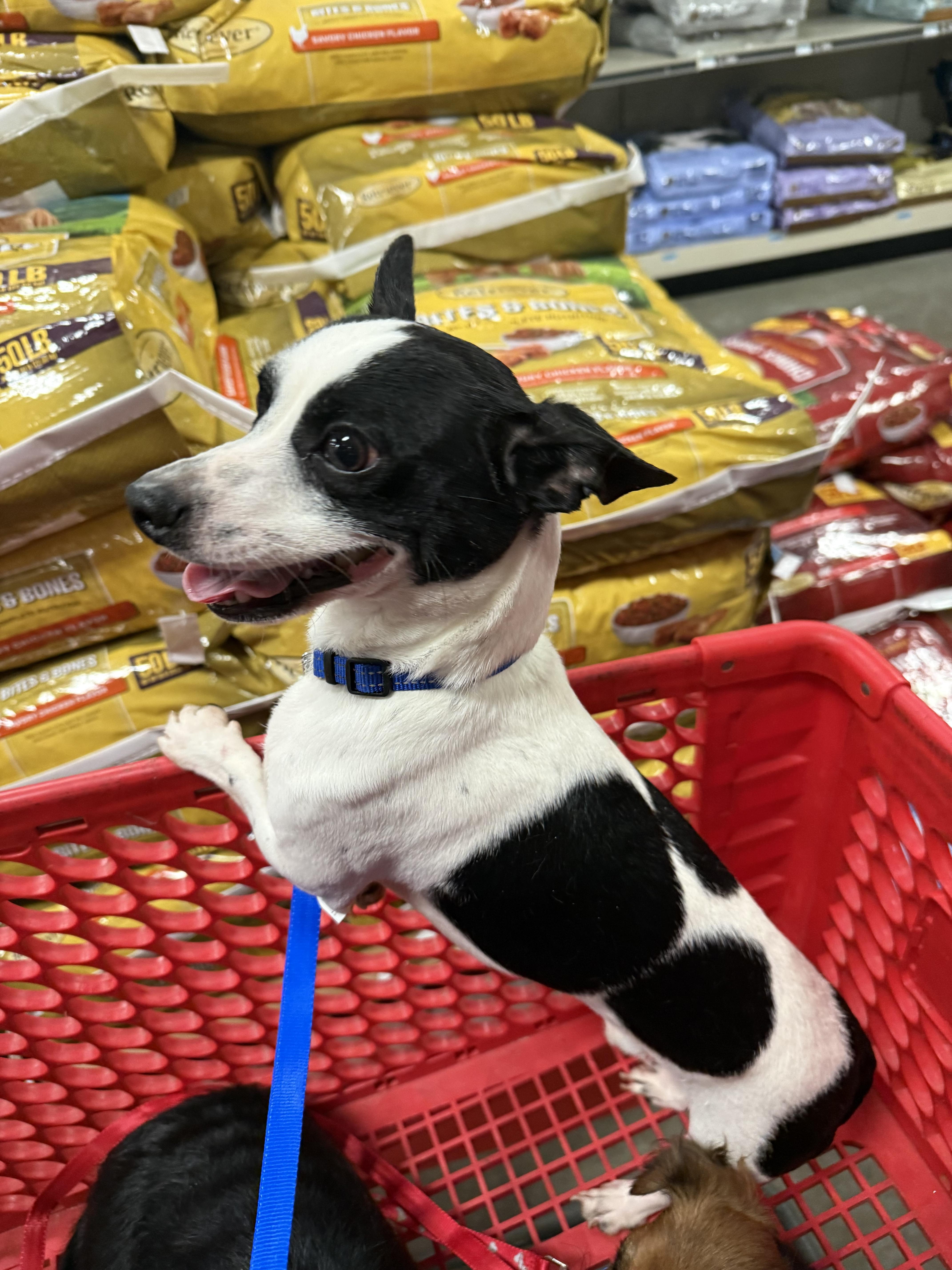 An adult small-sized female Patterdale Terrier / Fell Terrier dog named Spot for adoption in Stahlstown, PA
