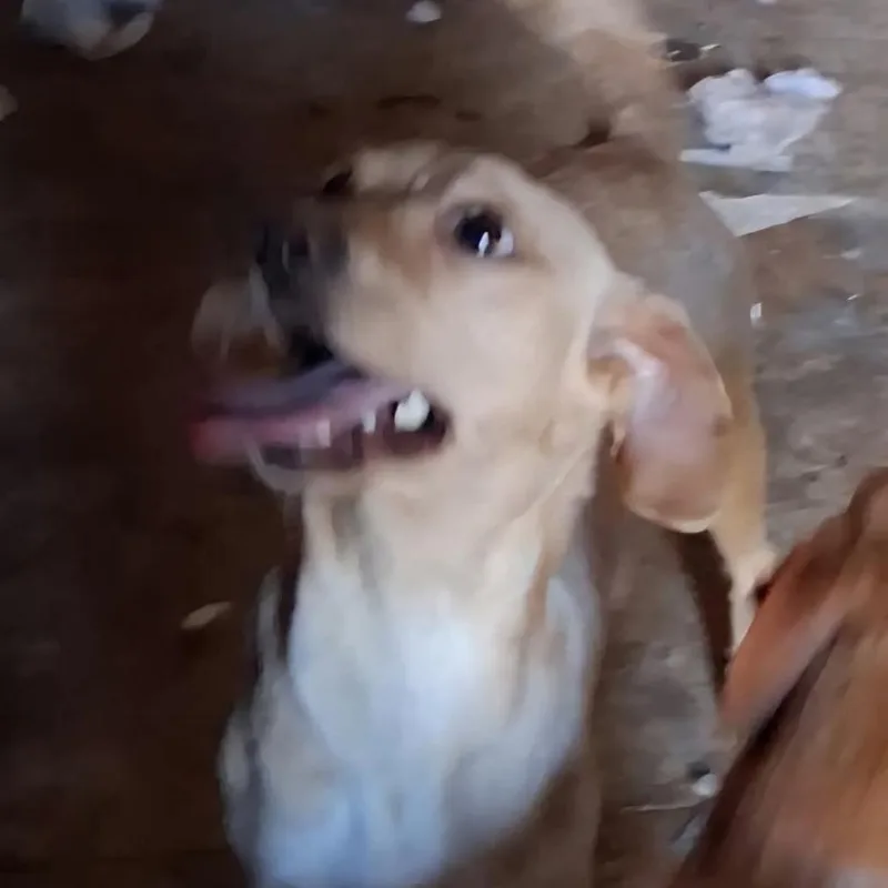 A young small-sized male Yellow / Tan / Blond / Fawn Chihuahua dog named Otis for adoption in West Plains, MO