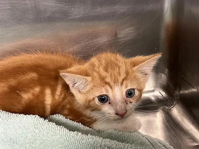 A baby small-sized male Domestic Short Hair cat named Tiger for adoption in Grand Prairie, TX