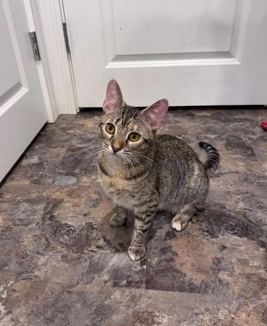 A young medium-sized female Domestic Short Hair cat named Londa for adoption in Pawtucket, RI