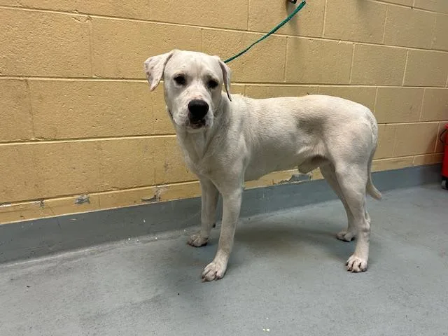 An adult large-sized male Pit Bull Terrier dog named Xavier for adoption in Tulsa, OK