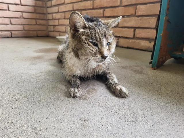 A senior small-sized female Domestic Short Hair cat named Callie for adoption in San Antonio, TX
