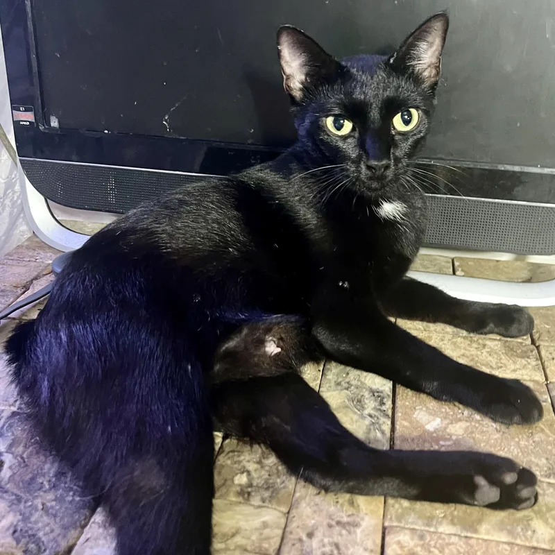 An adult medium-sized female Domestic Short Hair cat named Freya for adoption in Houston, TX