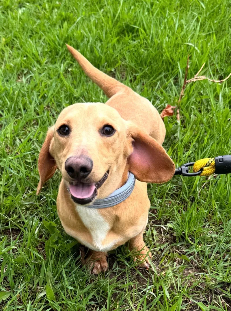 A young small-sized male Red / Chestnut / Orange Dachshund dog named Timber for adoption in West Bloomfield, MI