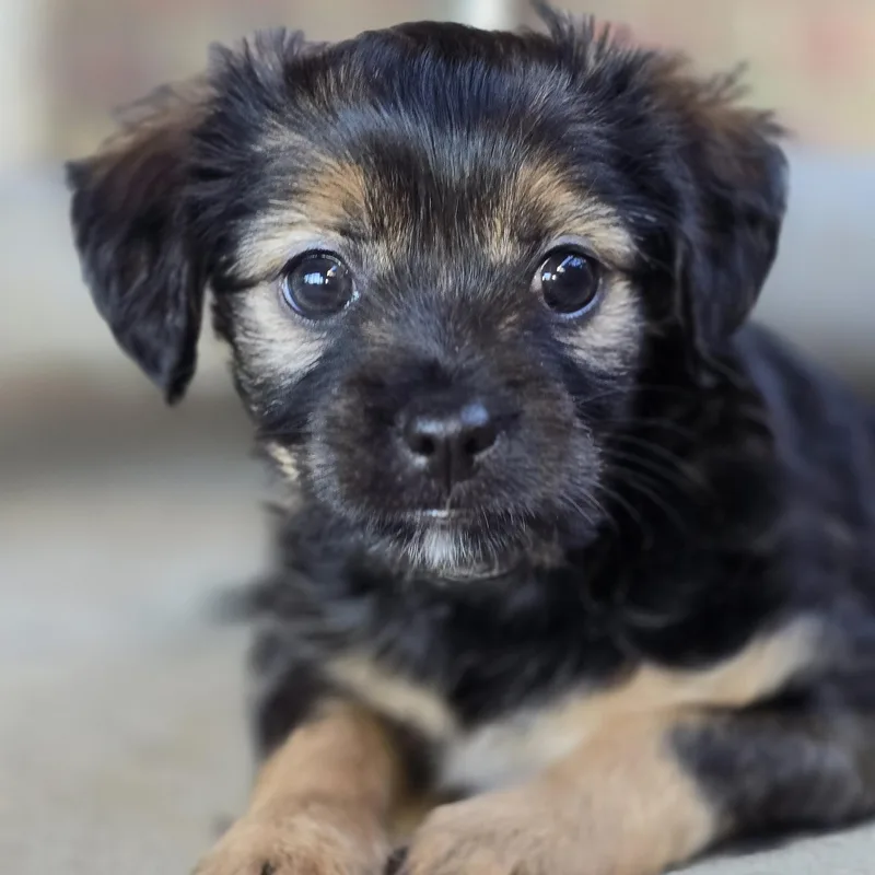 A baby small-sized female Black Chihuahua dog named Marie for adoption in BONIFAY, FL