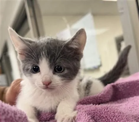 A baby small-sized female Domestic Short Hair cat named Valerie for adoption in Van Nuys, CA