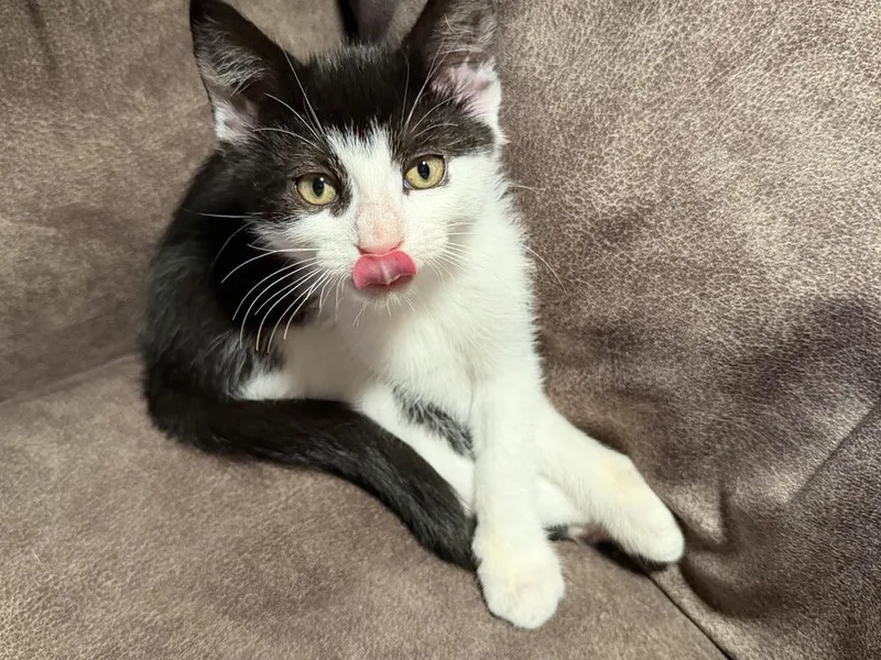 A baby medium-sized male Black & White / Tuxedo Domestic Short Hair cat named Linus for adoption in East Greenville, PA