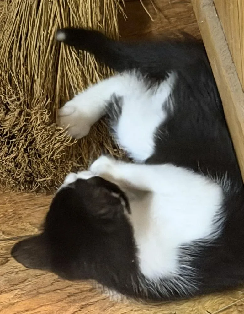 Linus thumbnail 5
