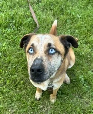 An adult medium-sized male Cattle Dog dog named Pumpkin Muffin for adoption in Aurora, IL