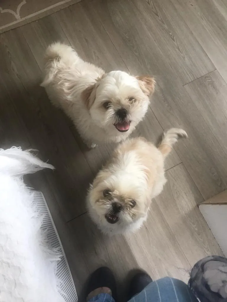 A young medium-sized male Shih Tzu dog named Bruce for adoption in Tampa, FL