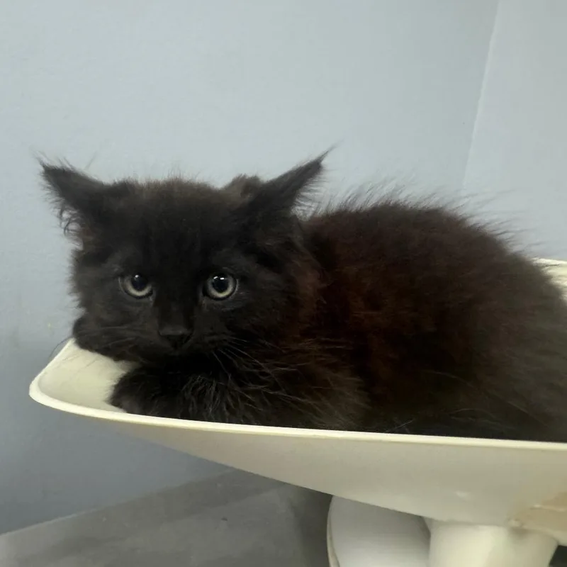 A baby small-sized male Black Domestic Long Hair cat named Roanoke for adoption in Columbus, GA