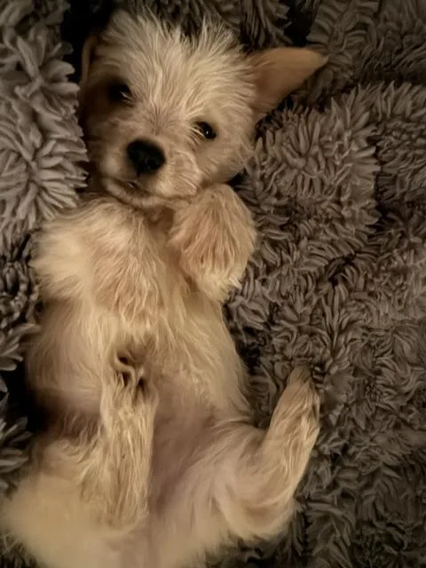 A baby small-sized male White / Cream Maltipoo dog named Ben for adoption in Quitman, TX