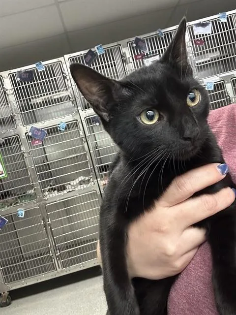 A baby small-sized female Domestic Short Hair cat named Astrid for adoption in Pasadena, TX