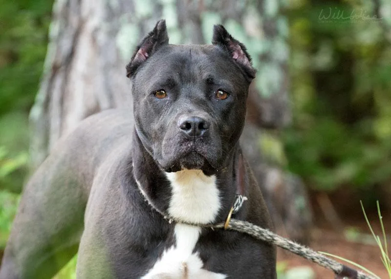 An adult large-sized female Black Pit Bull Terrier dog named Diamond for adoption in Monroe, GA