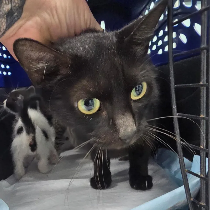 An adult medium-sized female Black Domestic Short Hair cat named Whisky for adoption in Hamburg, NY