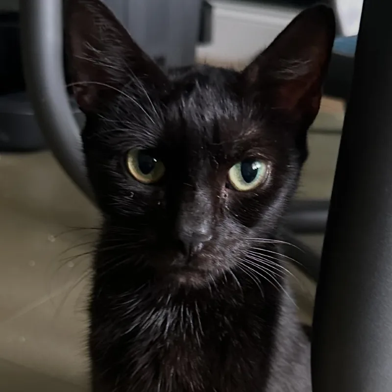Whisky thumbnail 3