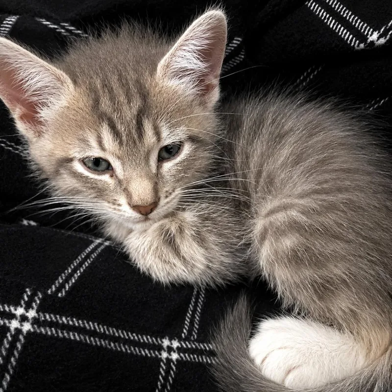 A baby small-sized female Gray / Blue / Silver Domestic Short Hair cat named Beetle for adoption in Houston, TX