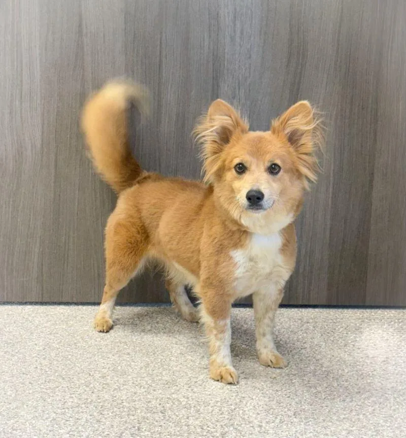 A young small-sized female Yellow / Tan / Blond / Fawn Corgi dog named Minnie for adoption in Georgetown, OH
