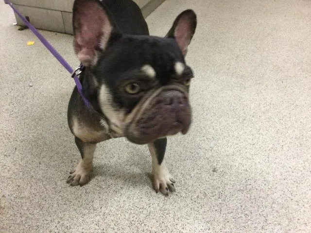 An adult small-sized female French Bulldog dog named Hazel for adoption in Riverside, CA