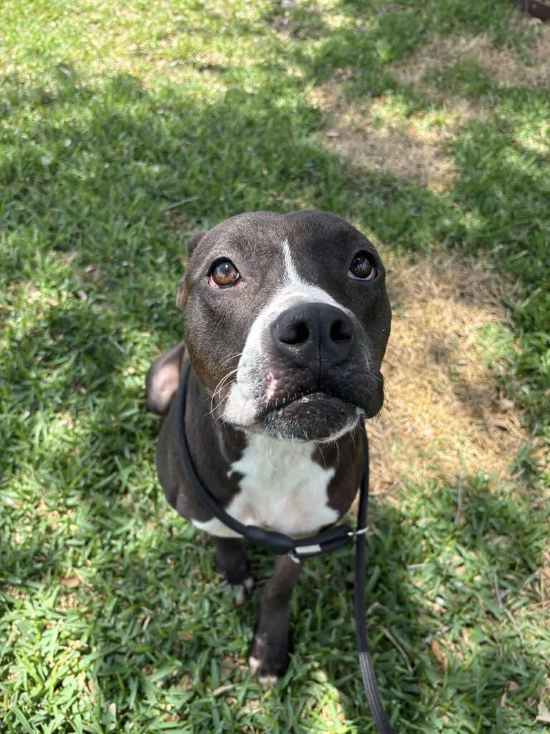 A young medium-sized female Black American Staffordshire Terrier dog named Cherry for adoption in Spring, TX
