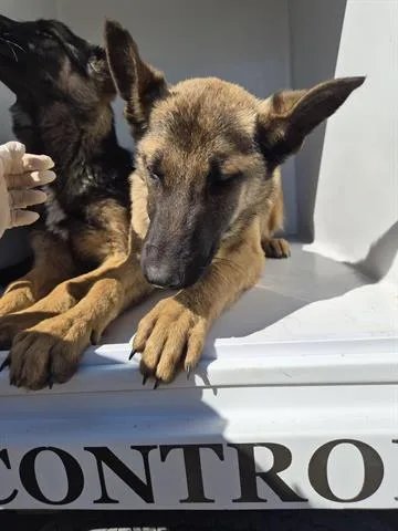 A young medium-sized male German Shepherd Dog dog named A for adoption in Houston, TX