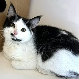 A baby small-sized female White Domestic Medium Hair cat named Janet for adoption in Novelty, OH