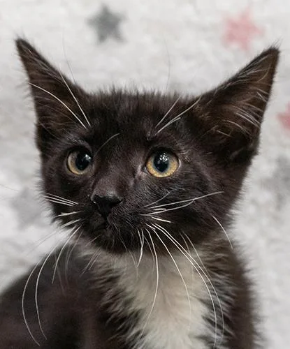 A baby small-sized female Black & White / Tuxedo Domestic Short Hair cat named Xyra for adoption in Encinitas, CA