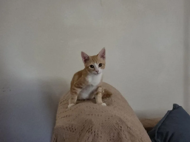 Yoda