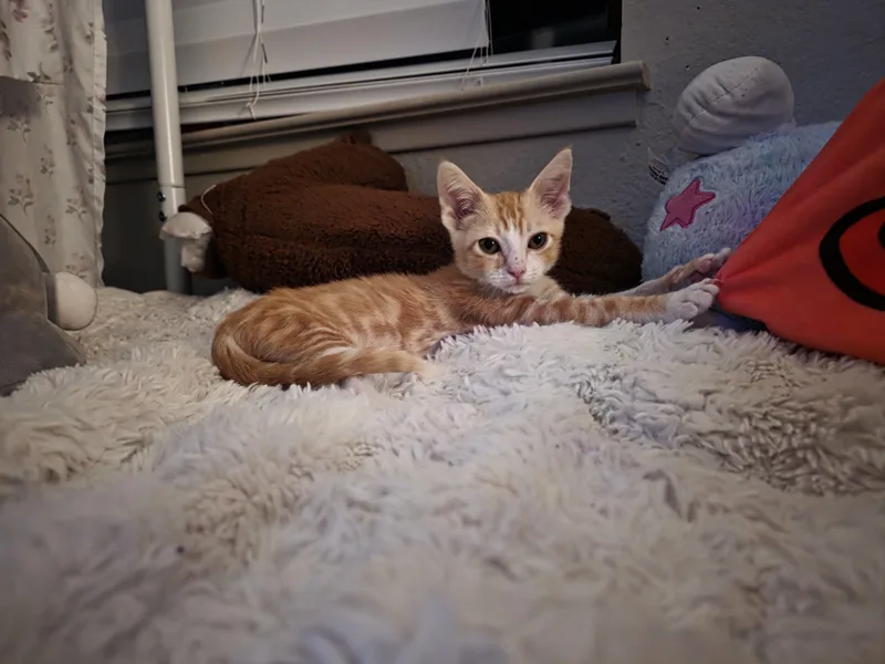 Yoda thumbnail 5
