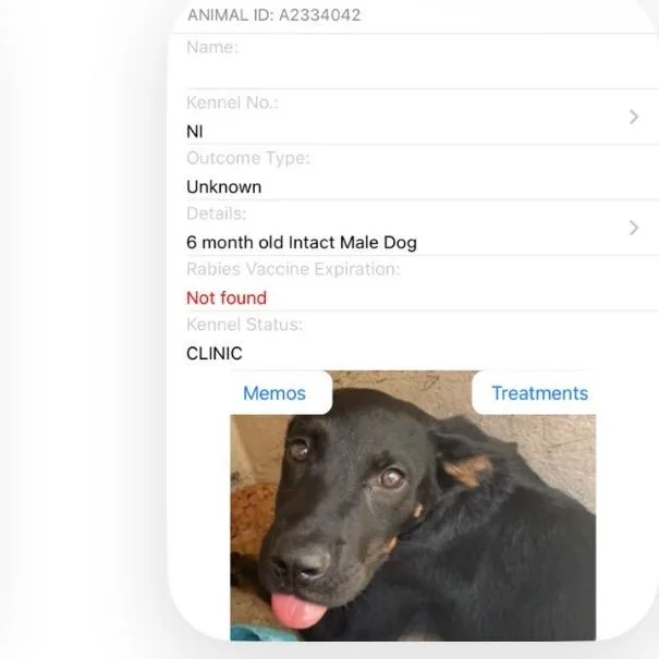 A young small-sized male Black Mixed Breed dog named Comet for adoption in Jupiter, FL
