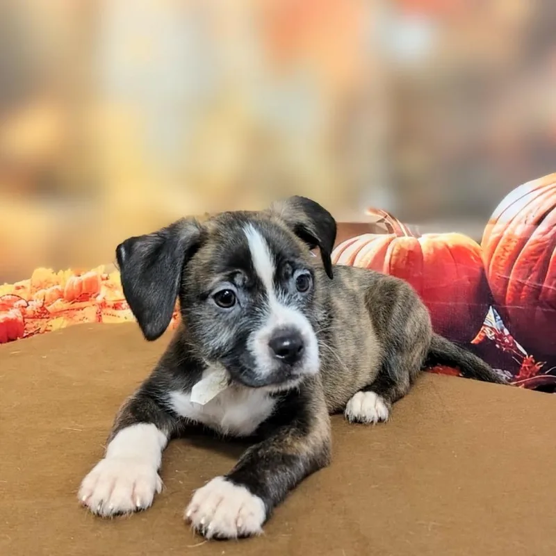 A baby medium-sized male Brindle Mixed Breed dog named Dion for adoption in Griswold, CT