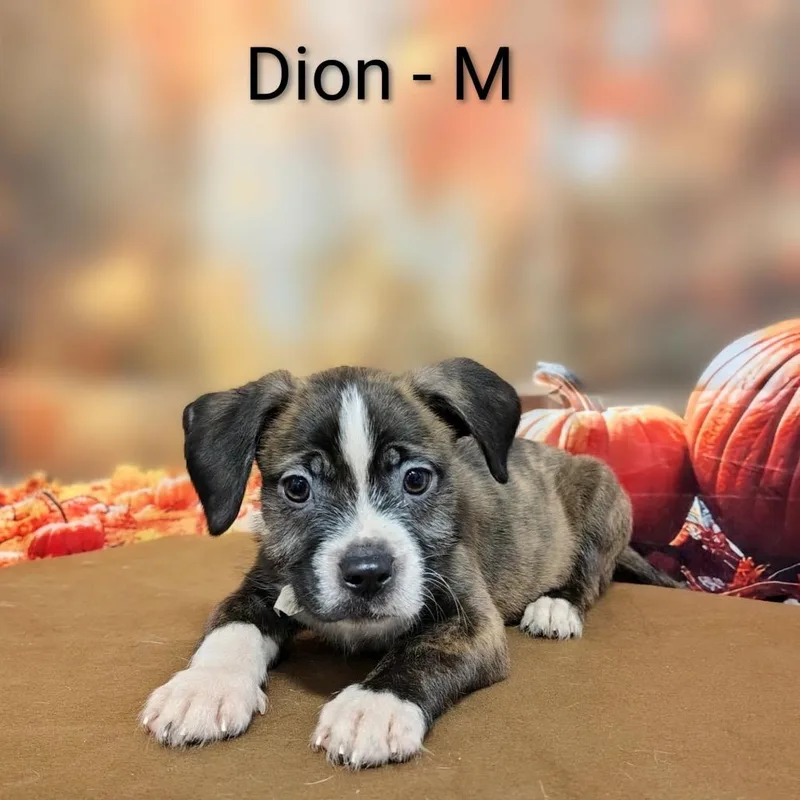 Dion thumbnail 3