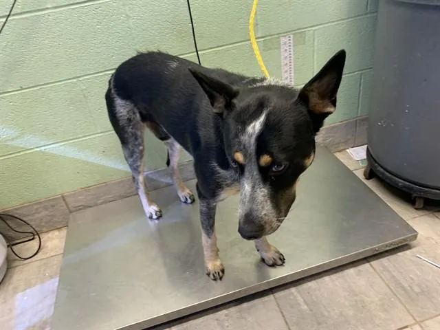 A young large-sized male Australian Cattle Dog / Blue Heeler dog named Dundee for adoption in Grand Prairie, TX