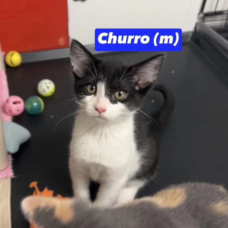 Churro
